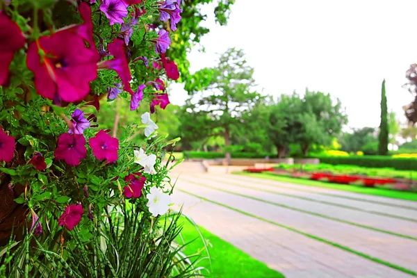 Petunias y carretera en Park Ramat Hanadiv, Memorial Gardens of Baron Edmond de Rothschild, Zichron Yaakov, Israel —  Fotos de Stock