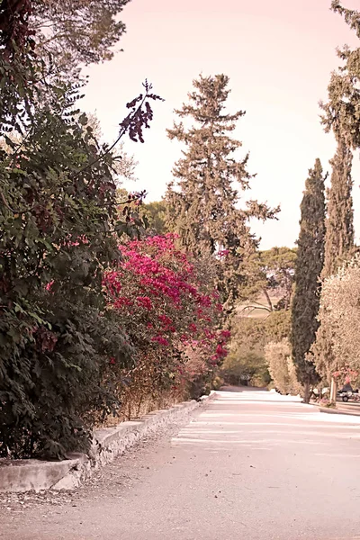 İsrail'de Latrun Trappist Manastırı yakınlarındaki yol ve çiçek açan çalı — Stok fotoğraf