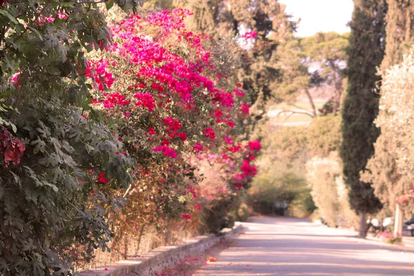 İsrail'de Latrun Trappist Manastırı yakınlarındaki yol ve çiçek açan çalı — Stok fotoğraf