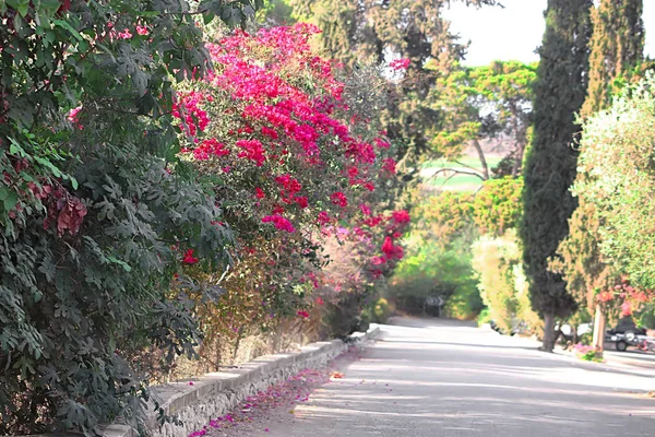 İsrail'de Latrun Trappist Manastırı yakınlarındaki yol ve çiçek açan çalı — Stok fotoğraf