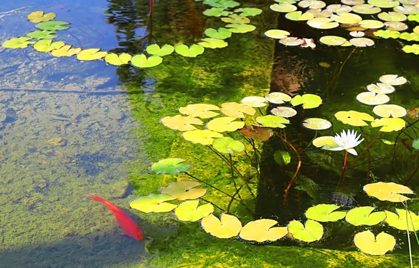 以色列特拉维夫萨洛纳花园内池塘中的睡莲和红鱼 — 图库照片
