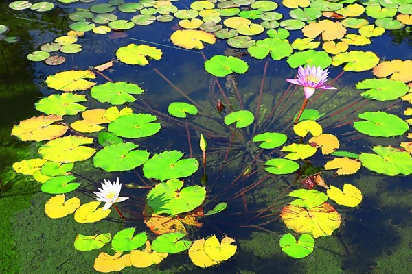 Lirios de agua en el estanque dentro del Jardín Sarona, Tel Aviv, Israel —  Fotos de Stock