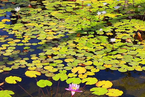 水百合在萨罗纳花园内的池塘，特拉维夫，Isr — 图库照片