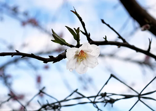 White almond blossom in the park, Larnaca, Cyprus — ストック写真