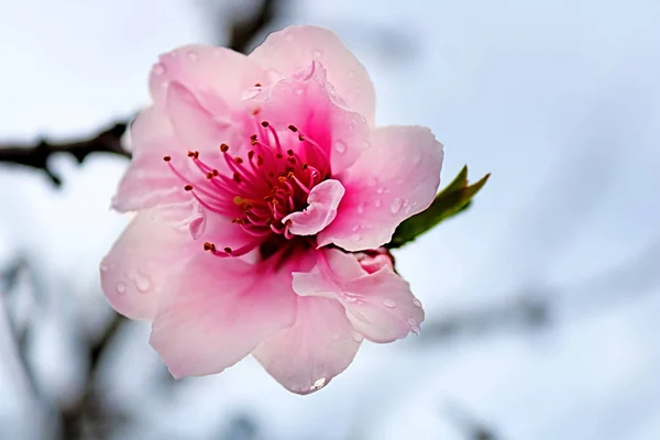 柔らかいピンクのアーモンドの花(プルナスダルシス)は、ラルナカ、キプロスでクローズアップ — ストック写真