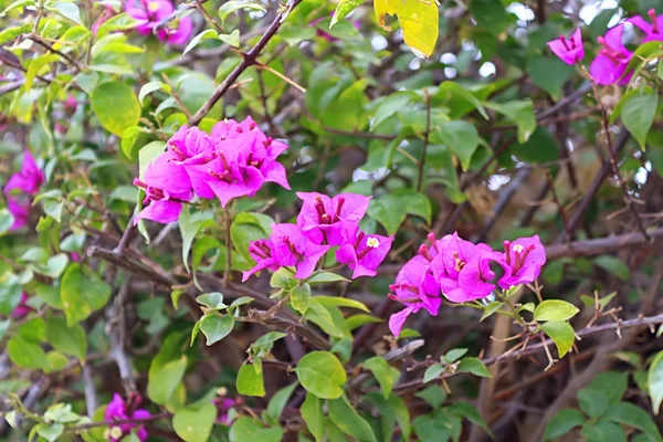 Růžové bougainvillea květiny, zblízka — Stock fotografie