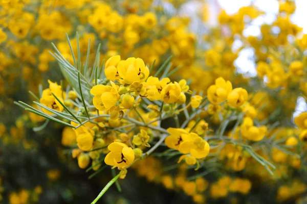 Nádherné žluté kvetoucí květy v Larnancu, Kypr — Stock fotografie