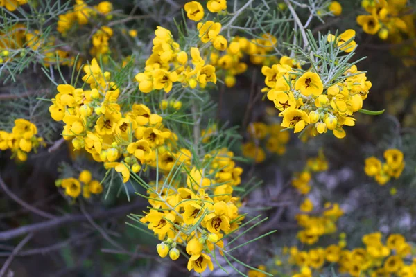 Mooie gele bloeiende bloemen in Larnanca, Cyprus — Stockfoto