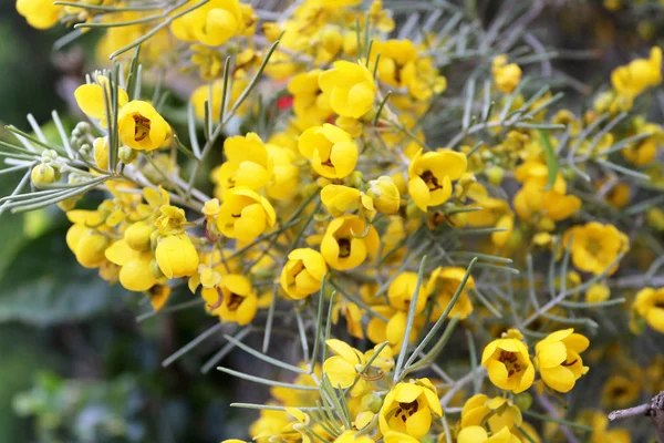 Piękne żółte kwitnące kwiaty w Larnanca, Cypr — Zdjęcie stockowe