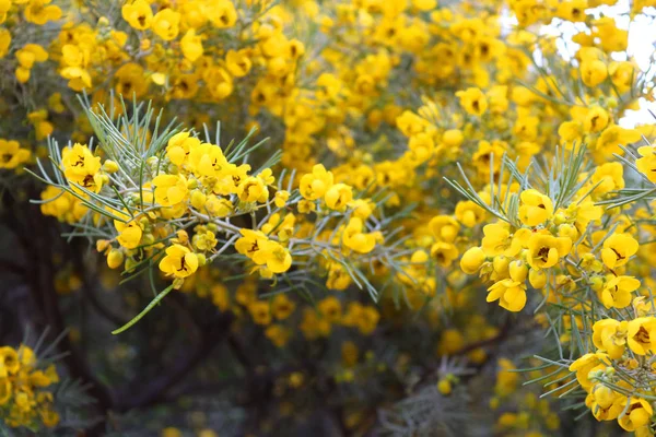 Mooie gele bloeiende bloemen in Larnanca, Cyprus — Stockfoto