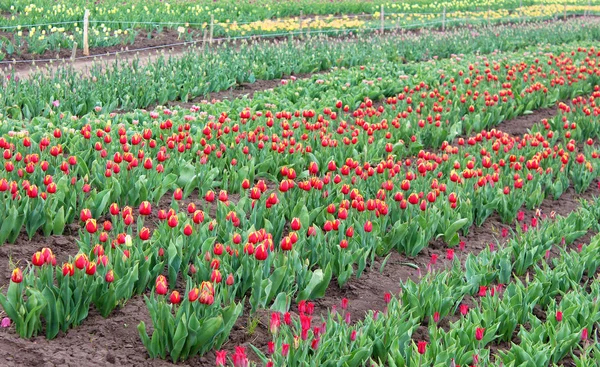 Bellissimi tulipani nel giardino primaverile — Foto Stock