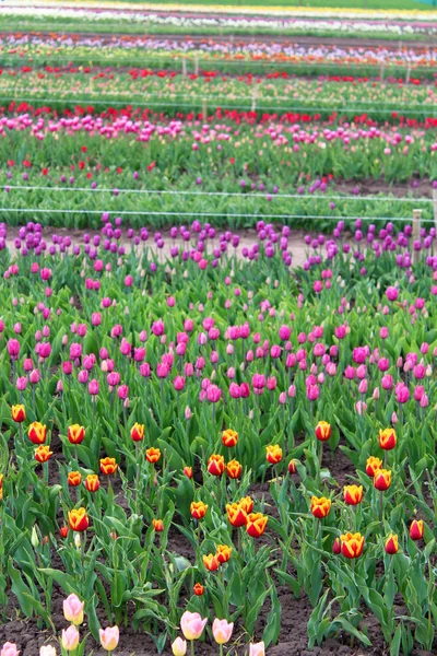 Bellissimi tulipani nel giardino primaverile — Foto Stock