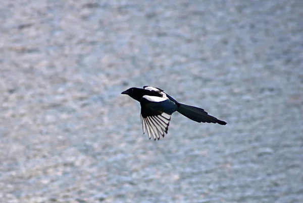 Urraca Eurasiática o Urraca, Pica pica, en vuelo contra el agua, Ucrania —  Fotos de Stock