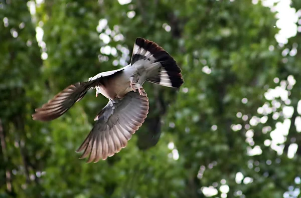 Flying wood pigeon with disheveled feathers and green foliage, Ukraine — Stock Photo, Image
