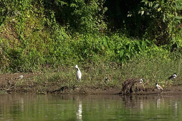 Czapla biała i inne ptaki w pobliżu wody w parku narodowym Chitwan, Nepal — Zdjęcie stockowe