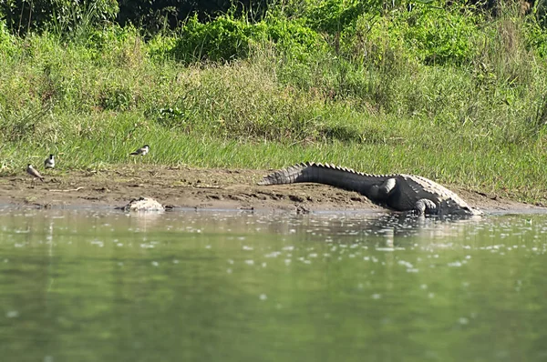 Mugger lub Marsh krokodyla idzie pod wodą w Chitwan Parku Narodowego w Nepalu — Zdjęcie stockowe