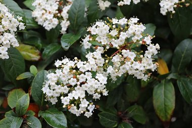 Kıbrıs, Larnaka 'da çalılıklarda beyaz çiçekler