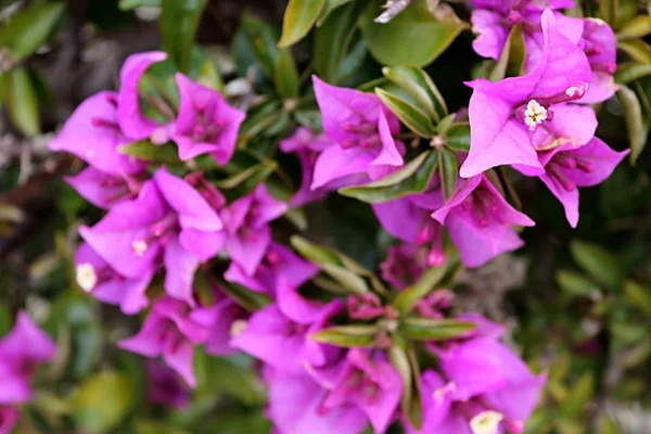 Bloemen van Bougainvillea in Larnaca City, Cyprus — Stockfoto