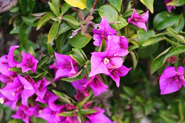 Bloemen van Bougainvillea in Larnaca City, Cyprus — Stockfoto