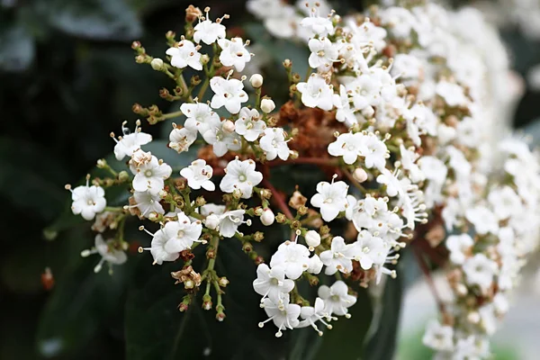 Weiße Blüten am Strauch auf Larnaka, Zypern — Stockfoto