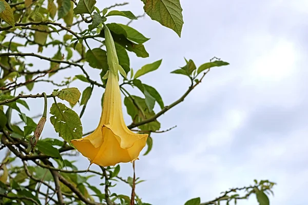 Grote gele bloem op de boom — Stockfoto