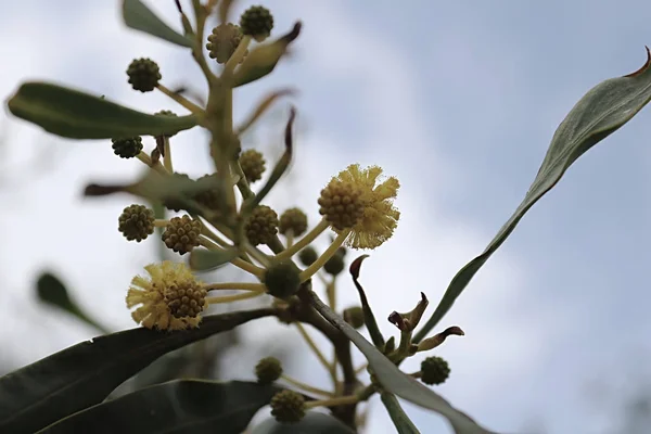Amarelo mimosa flor arbusto florescendo na primavera em Chipre — Fotografia de Stock