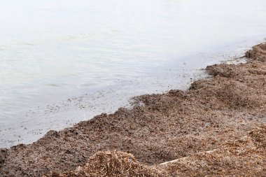 Larnaka, Kıbrıs sahilinde deniz yosunları