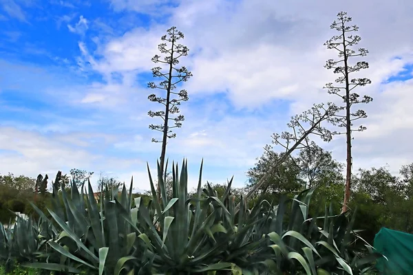 Agave Americana Century Plant in Cyprus