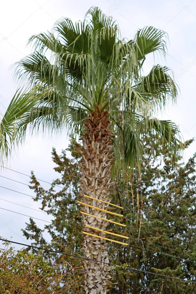 Insulated electrical wires from palm tree, Larnaca, Cyprus