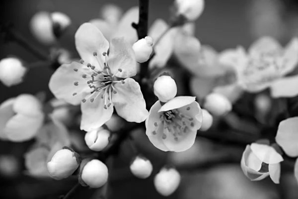 晴れた日の屋外で開花アプリコットの木のクローズアップビュー — ストック写真