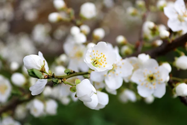 Güneşli bir günde açık havada çiçek açan kayısı ağacının yakından görünümü — Stok fotoğraf