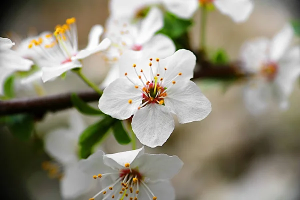 晴れた日の屋外で開花アプリコットの木のクローズアップビュー — ストック写真