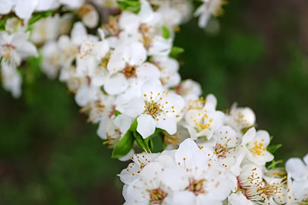 Closeup view of blossoming apricot tree on sunny day outdoors — Stock Photo, Image