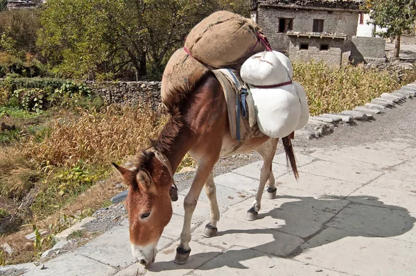 Burro está transportando mercancías cerca de la aldea de Marpha en Nepal. Zona del Mustang — Foto de Stock