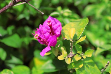 Pembe bougainvillea çiçeklerinin manzarası