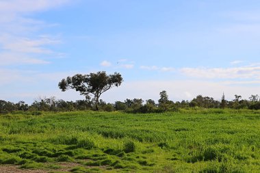 Larnaka'da yalnız ağaç ve yeşil çimenler, Kıbrıs