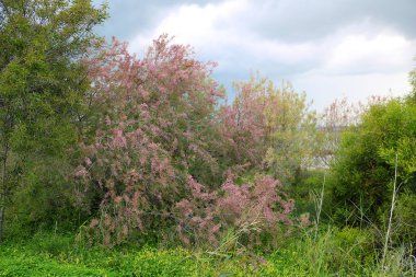Larnaka tuz gölü yakınında çiçek açan ağaç, Kıbrıs