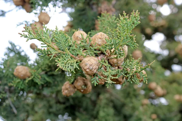 Cypress cedar plant with seed cones surrounded with dark green scale like leaves — Stock Photo, Image