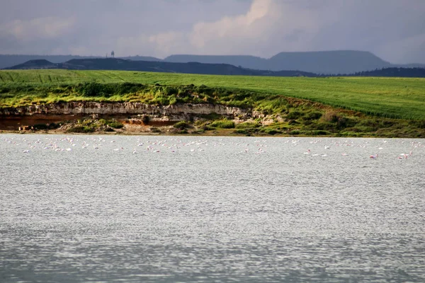 Salzsee und Flamingos in Larnaka, Zypern — Stockfoto