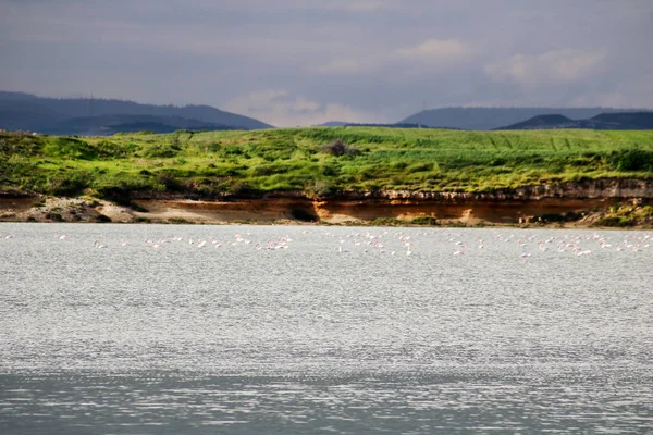 盐湖和火烈鸟在拉纳卡， 塞浦路斯 — 图库照片