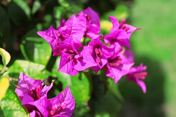 Pohled na růžové květy bougainvillea — Stock fotografie