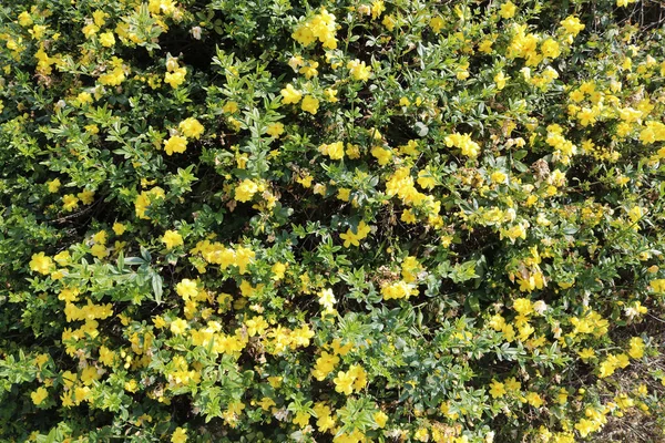 Mooie gele bloeiende bloemen in Larnanca, Cyprus — Stockfoto