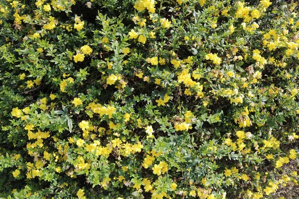 Mooie gele bloeiende bloemen in Larnanca, Cyprus — Stockfoto