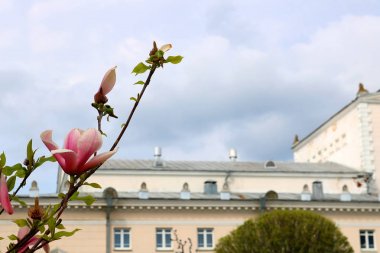 Vinnytsia Teatralna meydanında tiyatronun arka planda Manolya ağacı çiçeği, Ukrayna