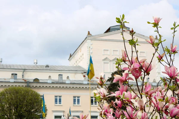 Fioritura dell'albero di Magnolia sullo sfondo del teatro in piazza Teatralna a Vinnytsia, Ucraina — Foto Stock
