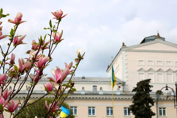 Цветение дерева Магнолия на фоне театра на Театральной площади в Виннице, Украина — стоковое фото