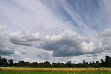 Buğday tarlası ve bulutlu gökyüzü ile kırsal