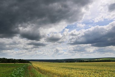 Buğday tarlası ve fırtınalı gökyüzü ile kırsal
