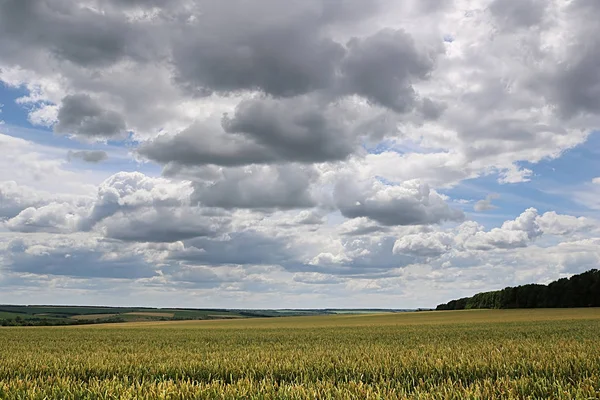 Countryside with wheat field and stormy sky — Stock Photo, Image