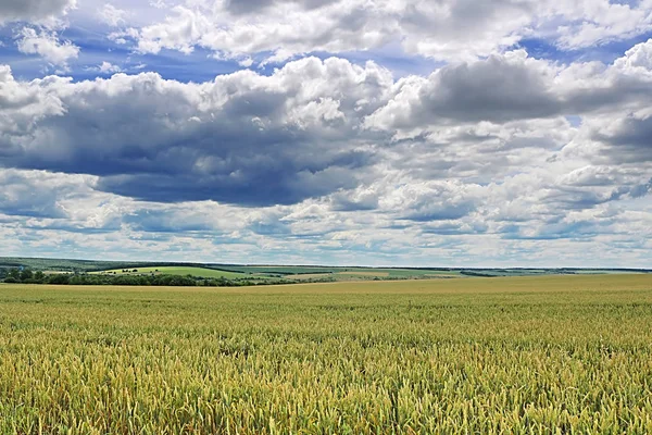 Krajina s pšeničným polem a zamračená obloha — Stock fotografie